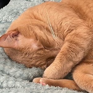 Meet your Posher, Dee